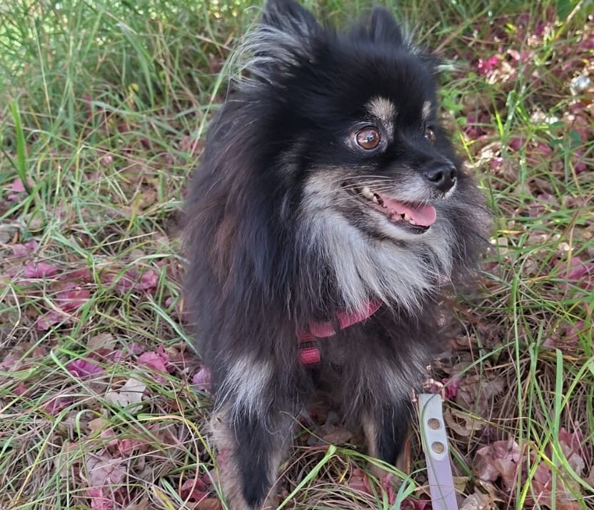 Chiens à adopter